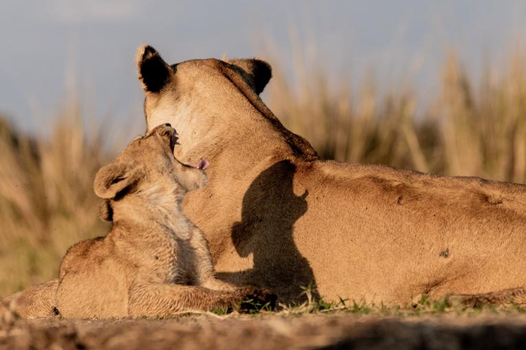 lions masai mara kenya 