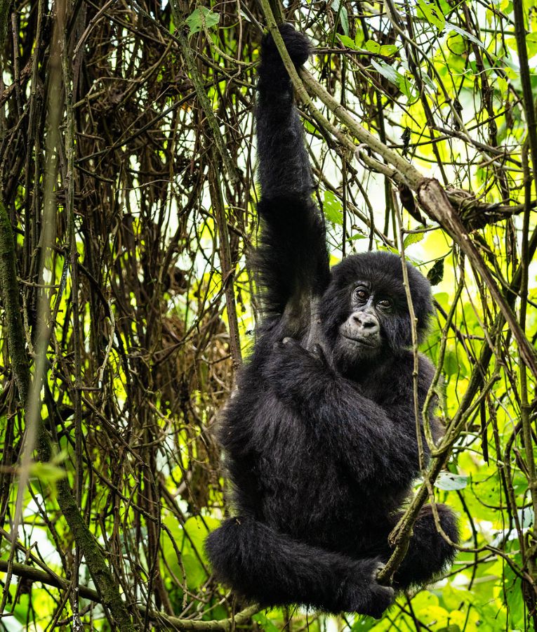 gorilla trekking Rwanda