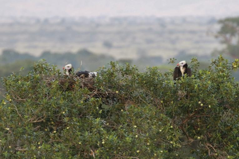 aKenya wildlife conservation