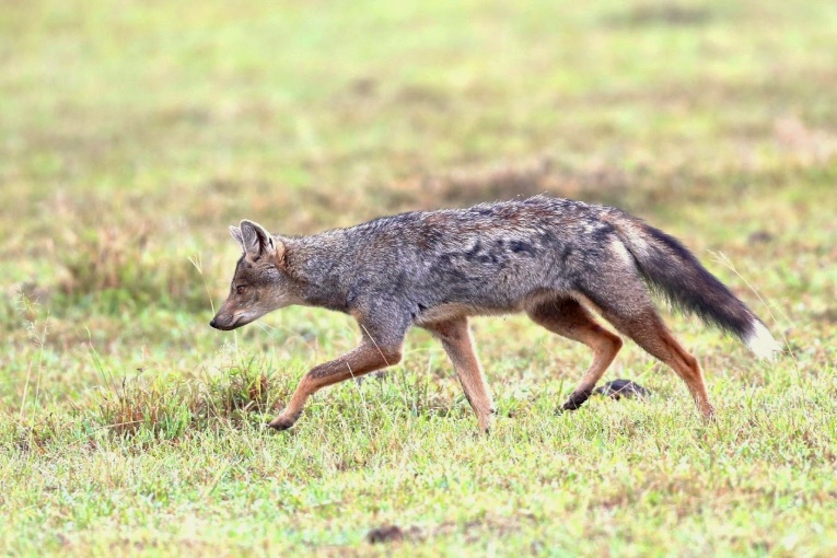 Side striped jackal Kenya