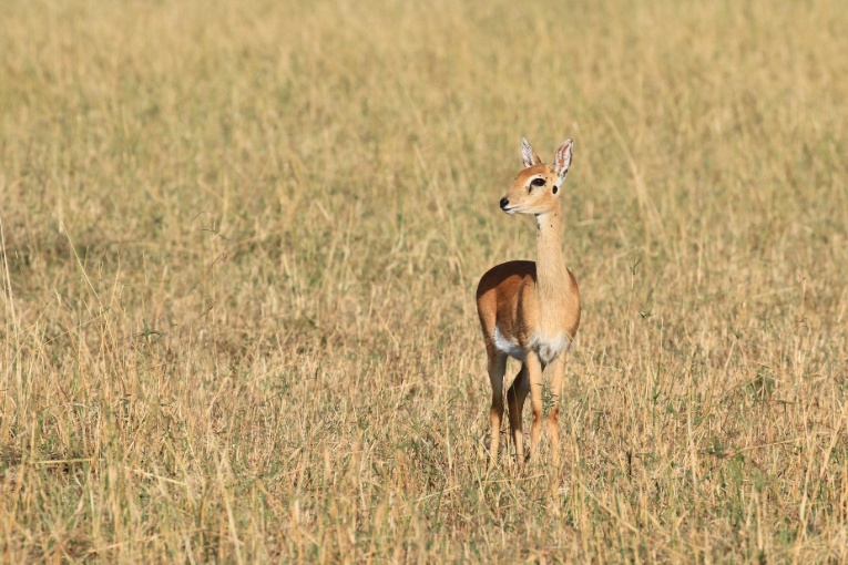 Female Oribi Kenya