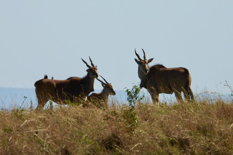 eland masai mara kenya