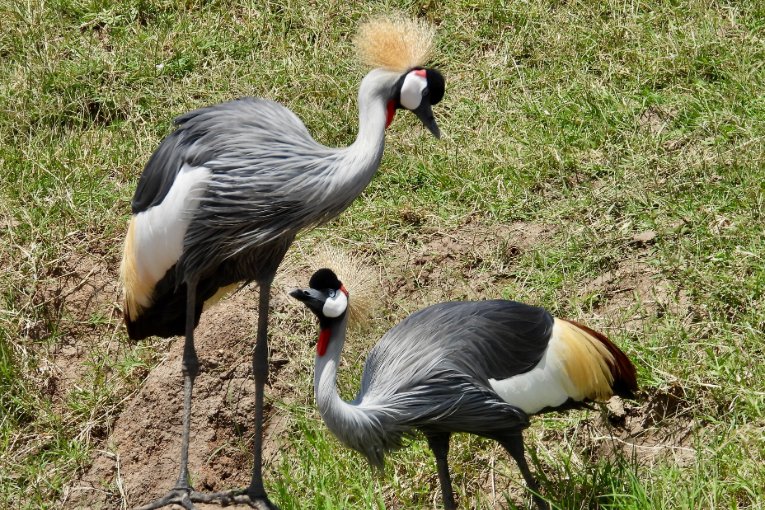 crowned cranes kenya