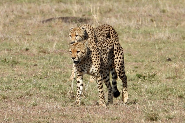 cheetah masai mara kenya