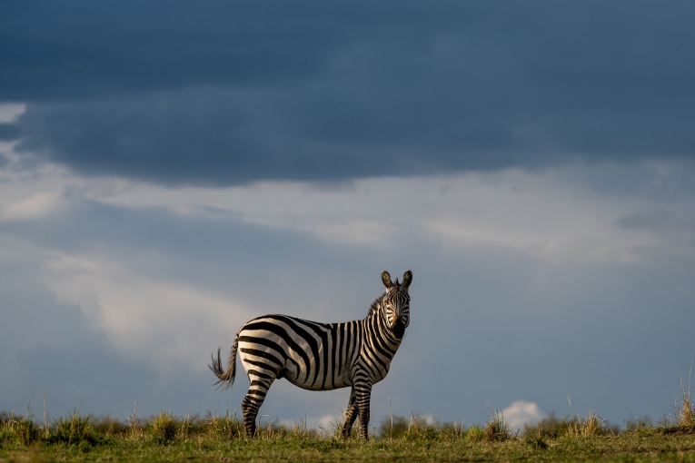 zebra masai mara kenya 