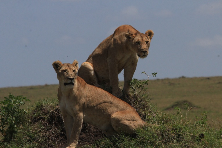 yaya and pamoja lions kenya masai mara