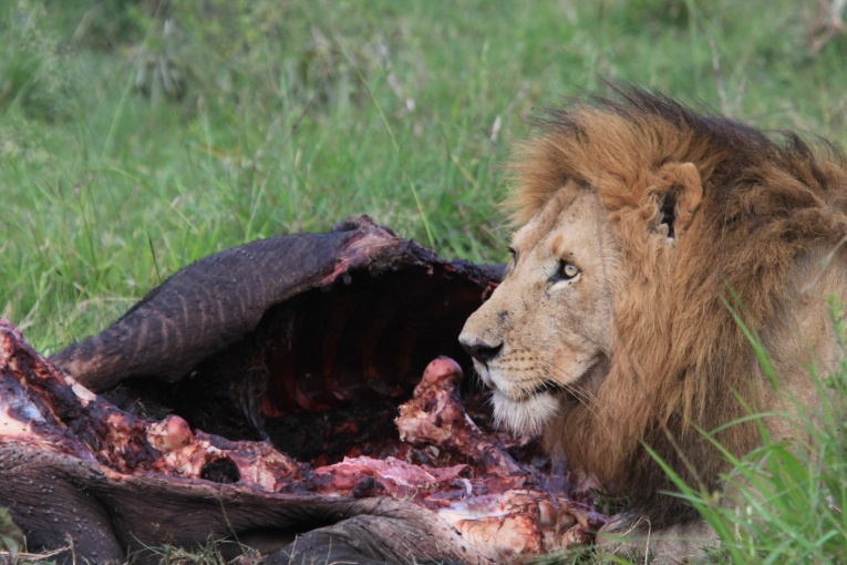 Logol male lion masai mara kenya