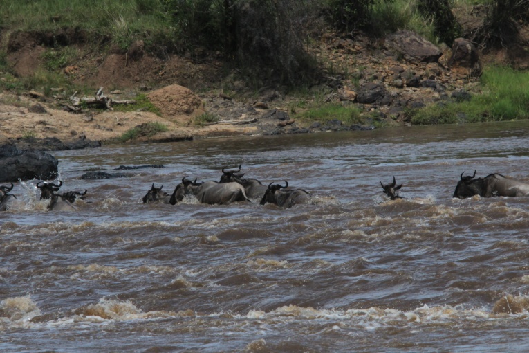 wildebeest mara river kenya