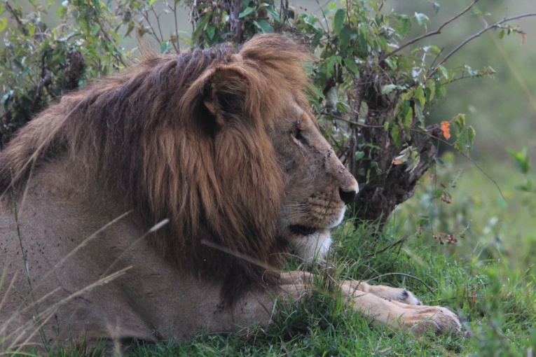 Halftail male lion masai mara kenya