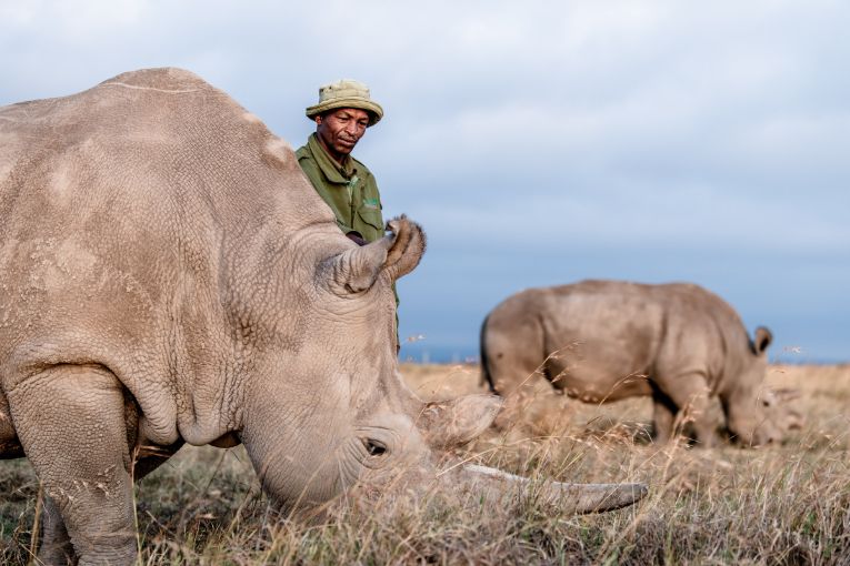 rhino kenya 