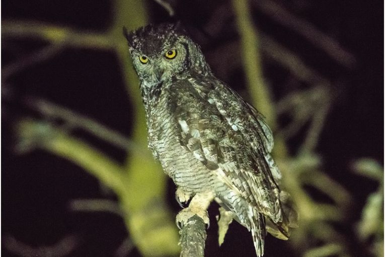 spotted eagle owl kenya