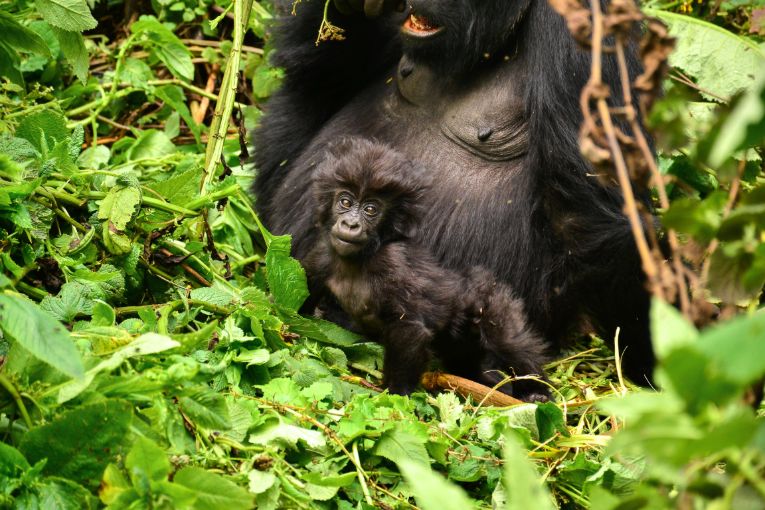 mountain gorilla rwanda