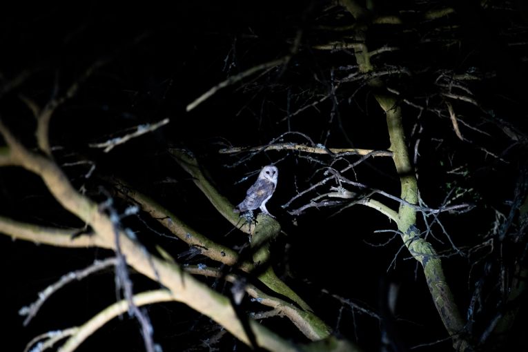 barn owl kenya