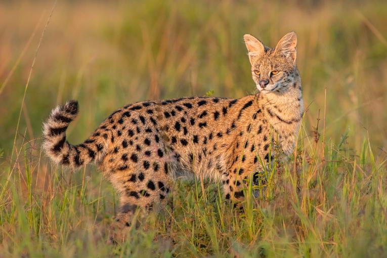 serval cat masai mara kenya