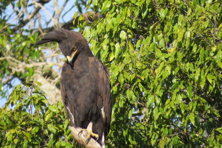 Long crested eagle masai mara kenya