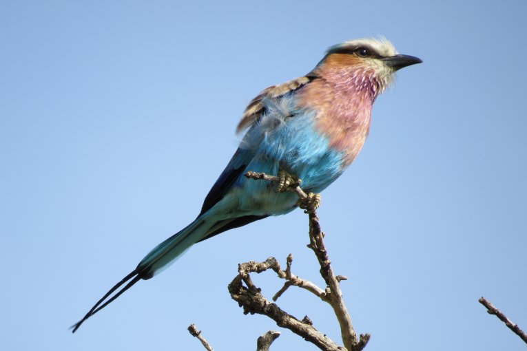 lilac-breasted roller