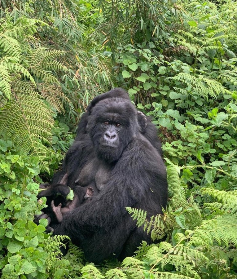 mountain gorilla Rwanda