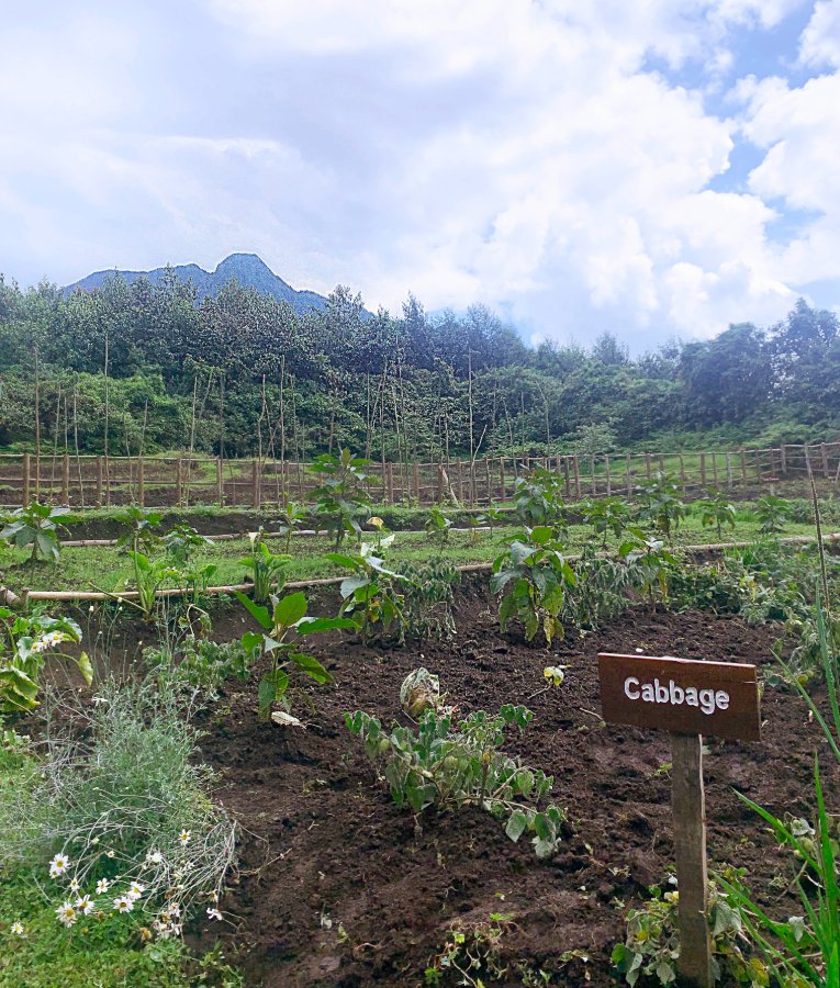 Veg garden Sabyinyo