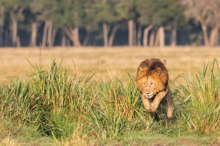 Halftail lion masai mara kenya