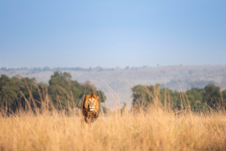 Halftail lion masai mara kenya