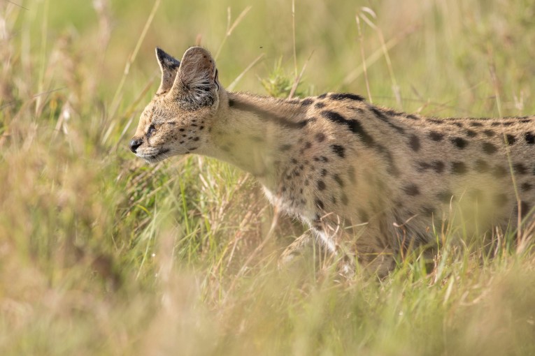 serval cat masai mara kenya