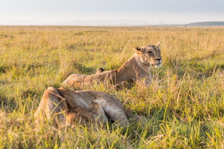 yaya and pamoja masai mara