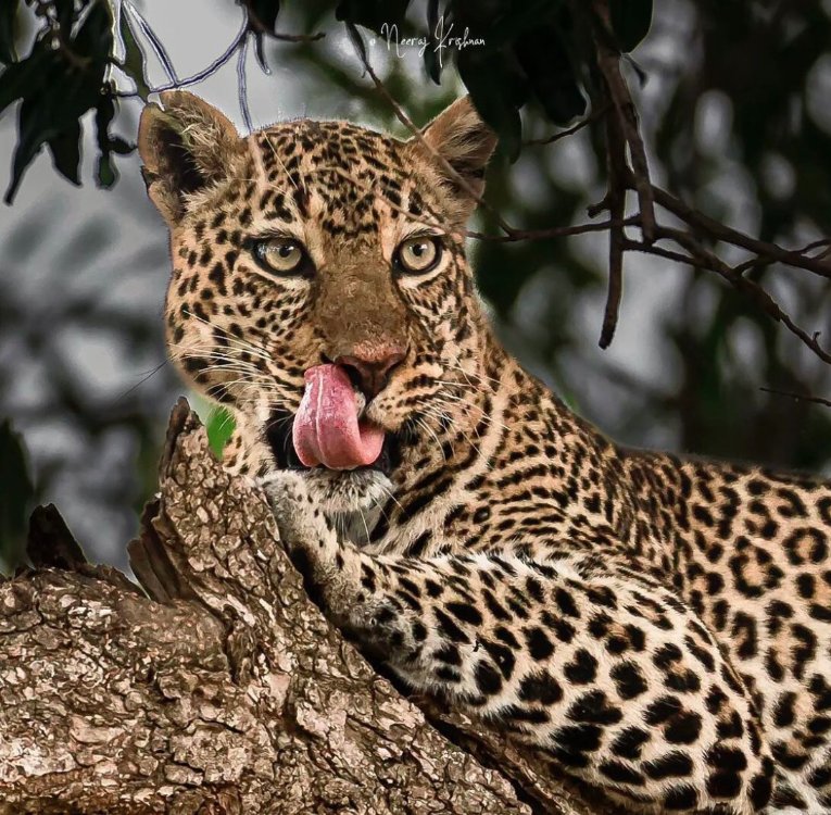 Romi leopard kenya masai mara