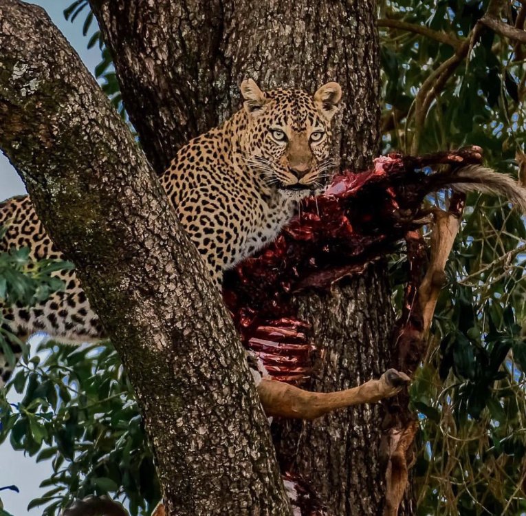 Romi leopard masai mara