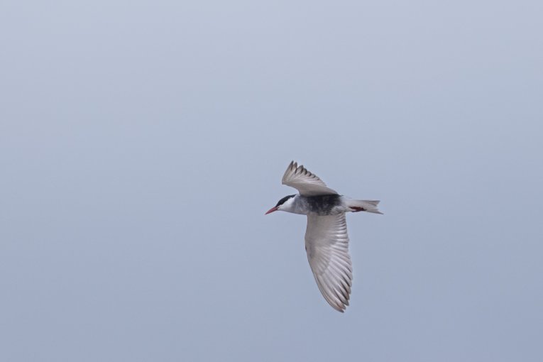 whiskered tern bird