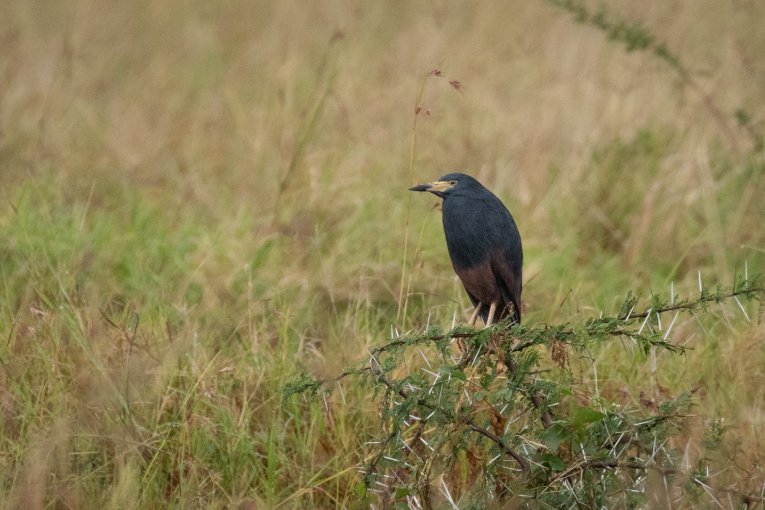 Rufous bellied heron