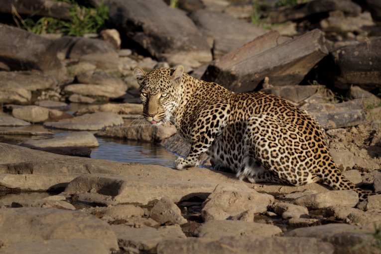 Kaboso leopard masai mara kenya
