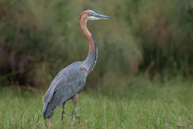 Goliath heron masai mara