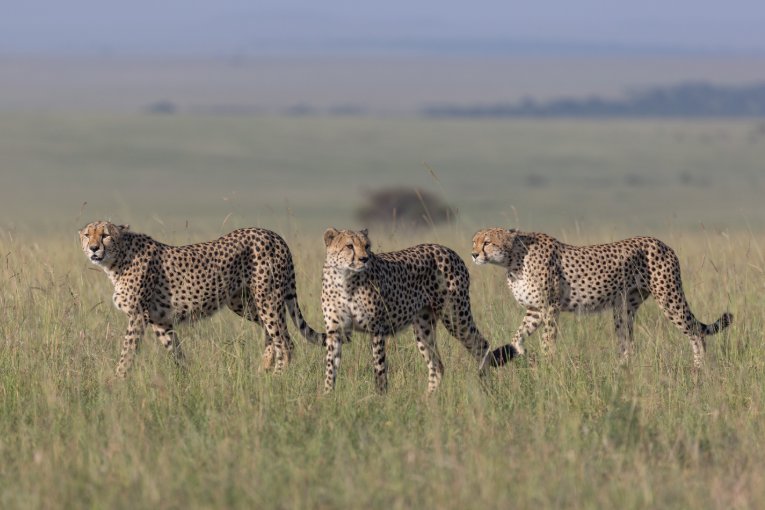 Tatu Bora Masai Mara kenya