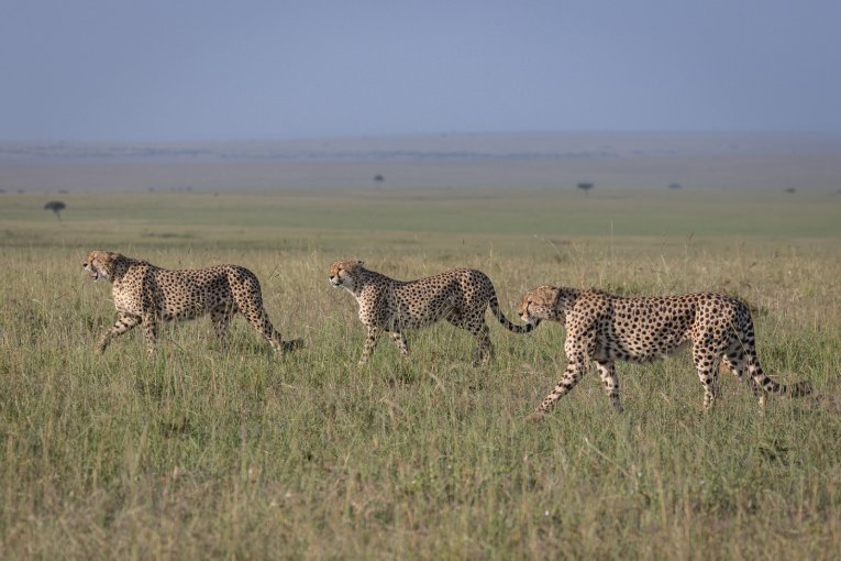 Tatu Bora Masai Mara kenya