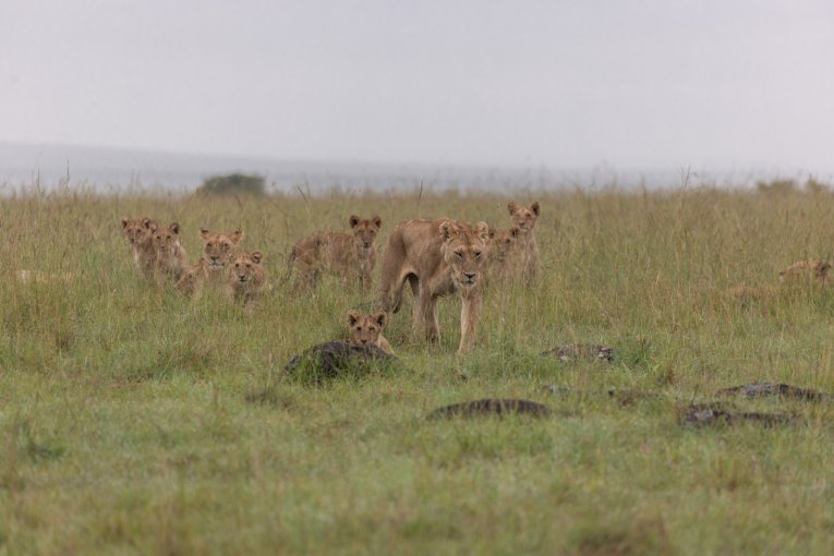 Topi Pride Masai Mara Kenya