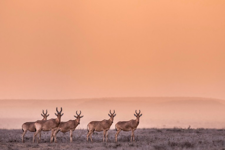 Jackson's hartebeest