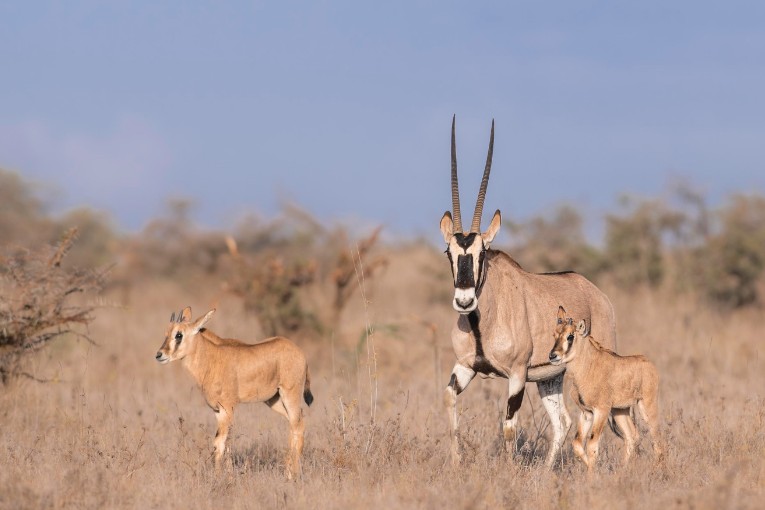 Beisa oryx Kenya