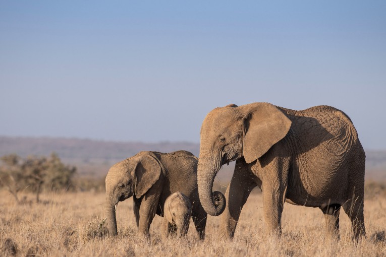 Elephants Laikipia