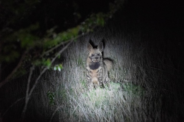 Striped hyena Mugie