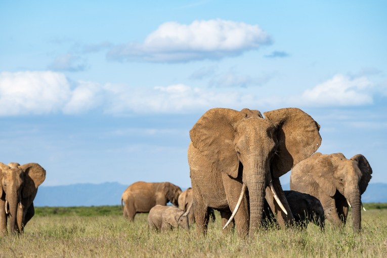 Mugie Conservancy Laikipia Kenya