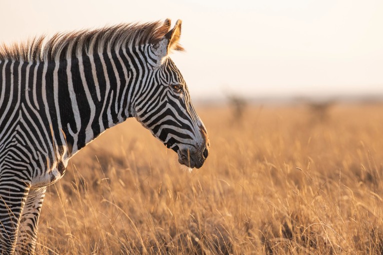 Grevy's zebra Laikipia