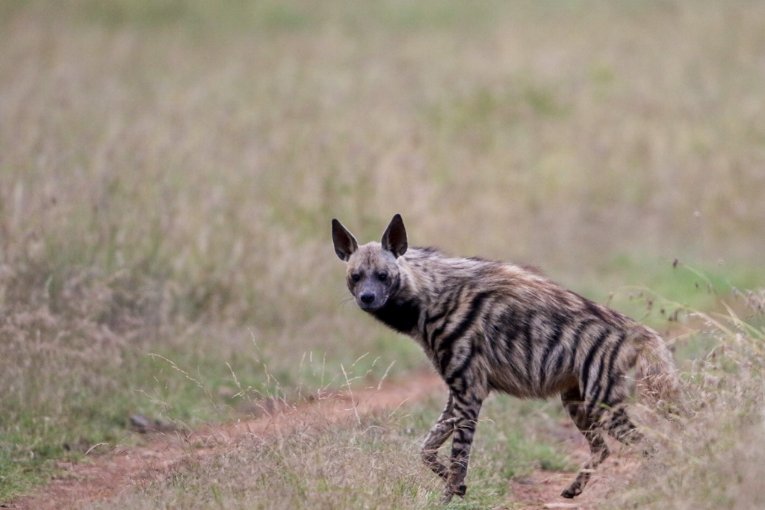 Striped hyena Laikipia Kenya