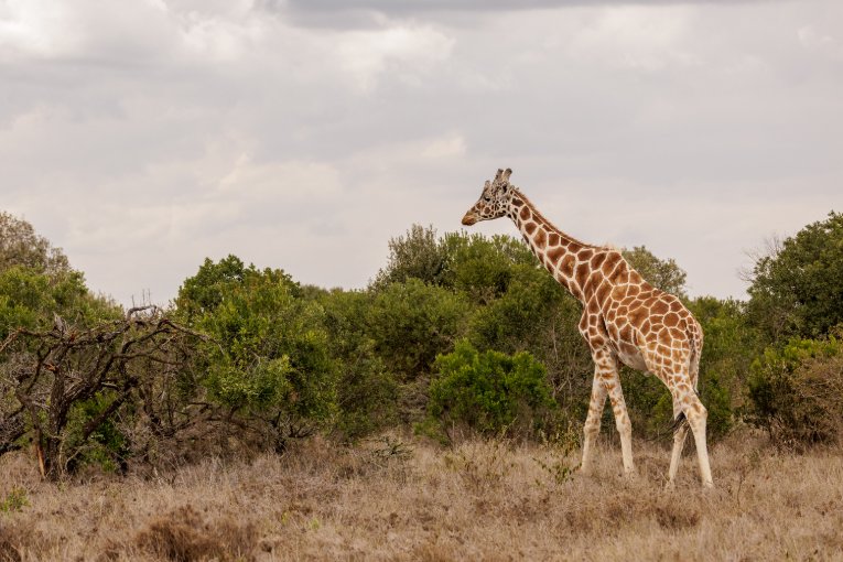 Reticulated giraffe Laikpia Kenya