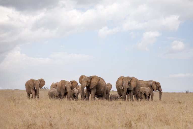Elephants Laikipia Kenya