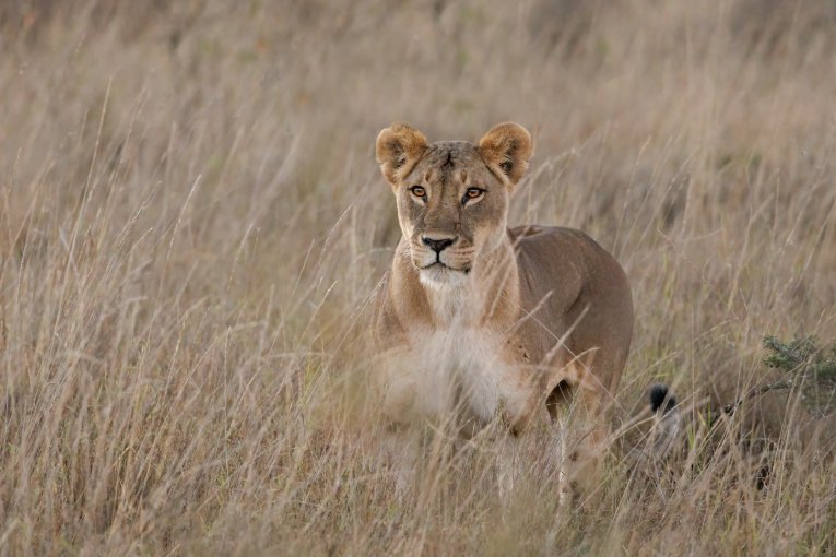 Lion Laikipia Kenya