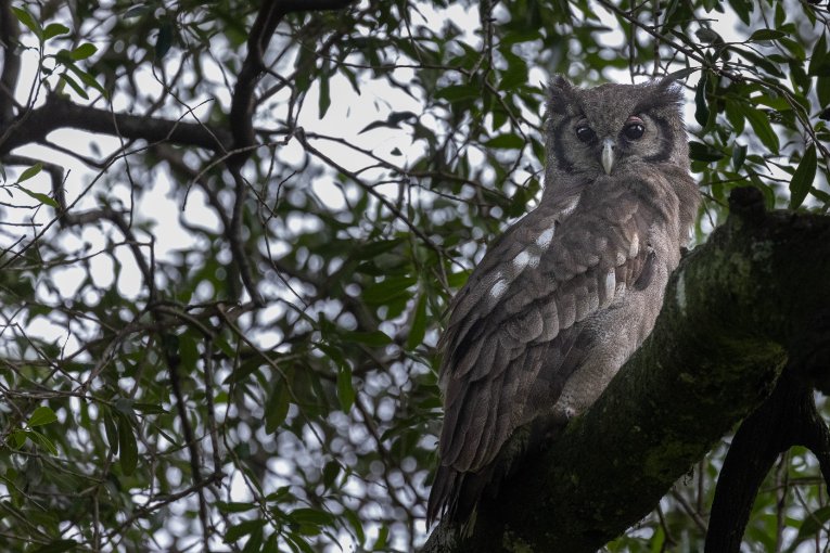 Verreaux's eagle owl masai mara kenya