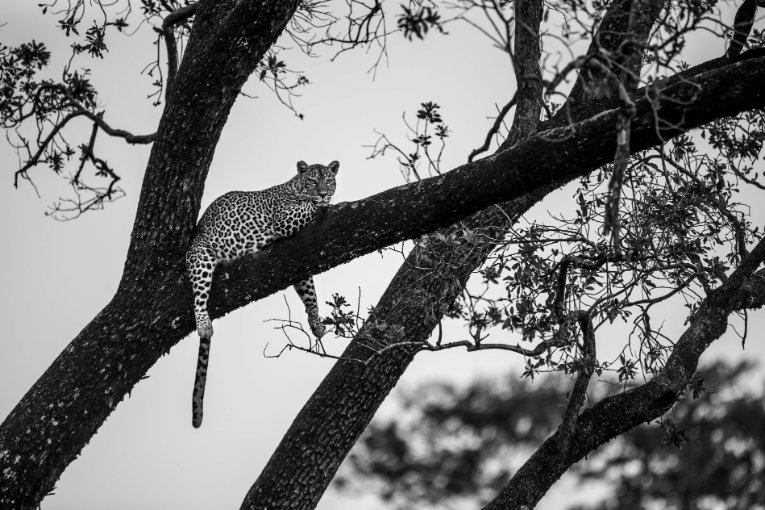 Romi leopard masai mara kenya