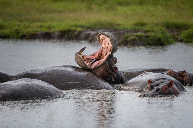 Hippo masai mara 