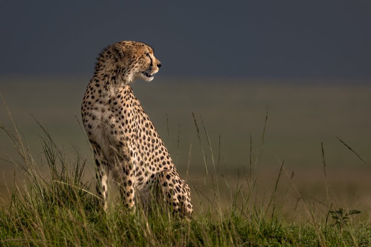 Ngao cheetah masai mara kenya