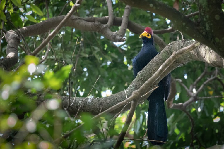 Ross' turaco masai mara birds